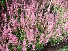 172 Longwood Gardens [2008 August 23]